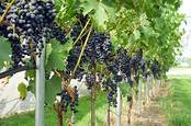 Rüedi Weinbau: Rebenreihen mit blauen Trauben
